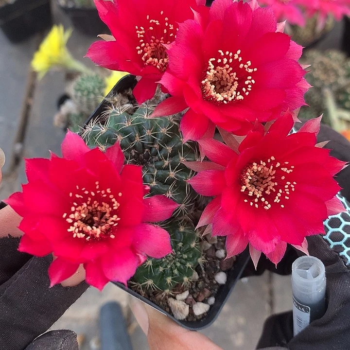 704 实生丽花7厘米盆