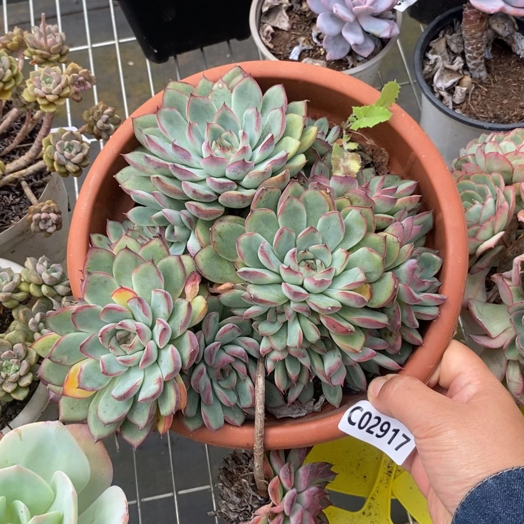 2917莲花群生一物一拍