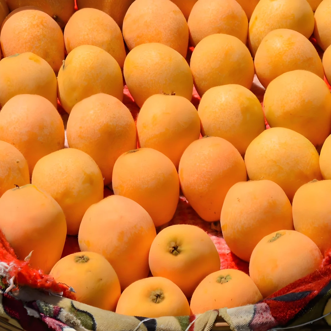 四川文宫大五星枇杷新鲜采摘当季鲜果农家自种枇杷鲜果