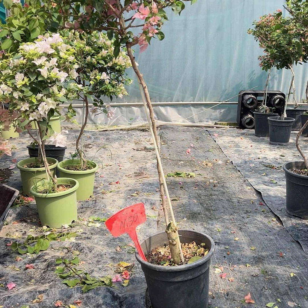 蓉***蓉大部分花苞少量开放M50魔法樱花