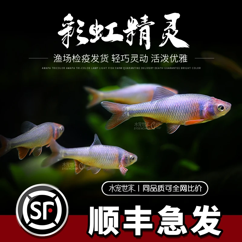 彩虹精灵鱼冷水鱼小型淡水观赏鱼活体群游精品饲养耐活混养纯种