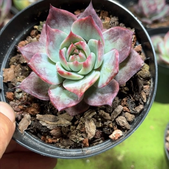 惊鸿仙子多肉植物2222