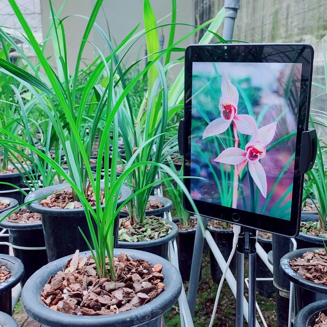 当前无花栽培后可以开花