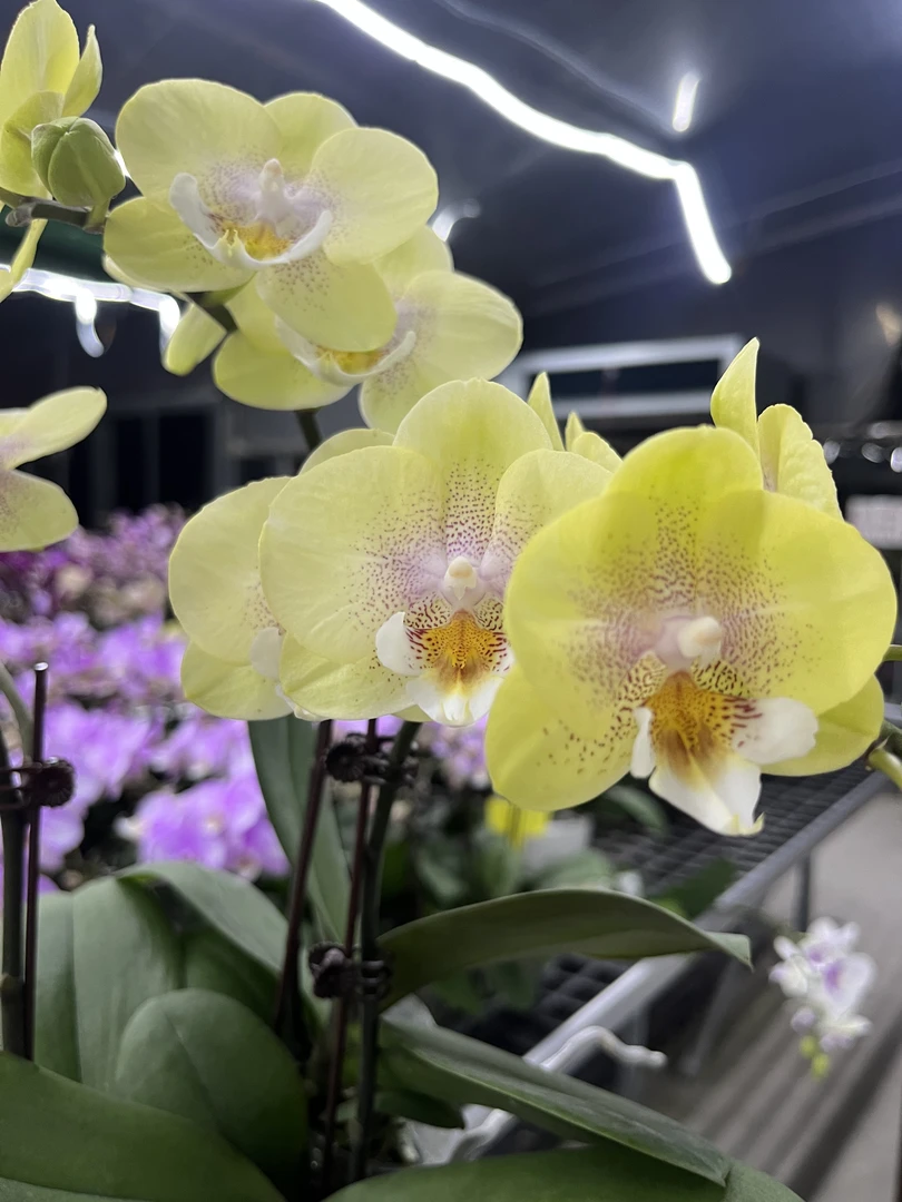 A10【爆米花】高端精品蝴蝶兰室内花卉