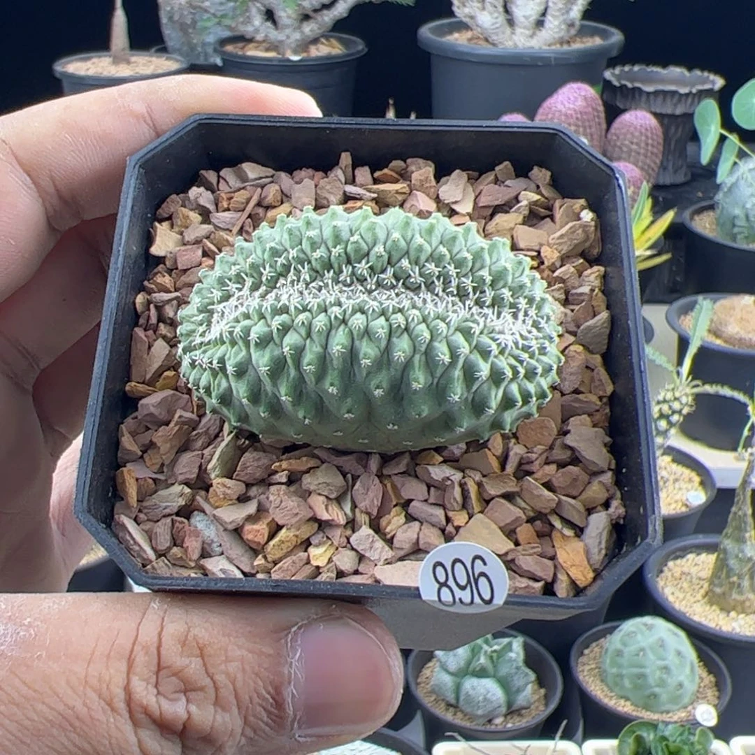 菊水缀化实生4.9一物一拍