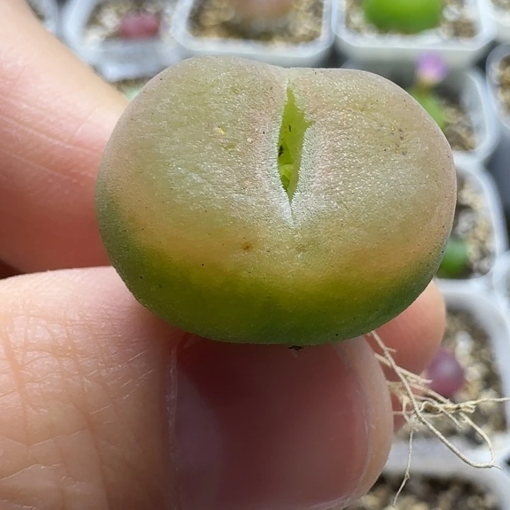 老马生石花o泡2539