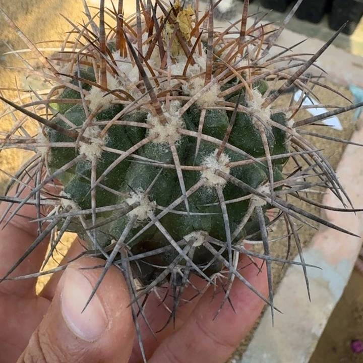 舞龙丸有根6666666