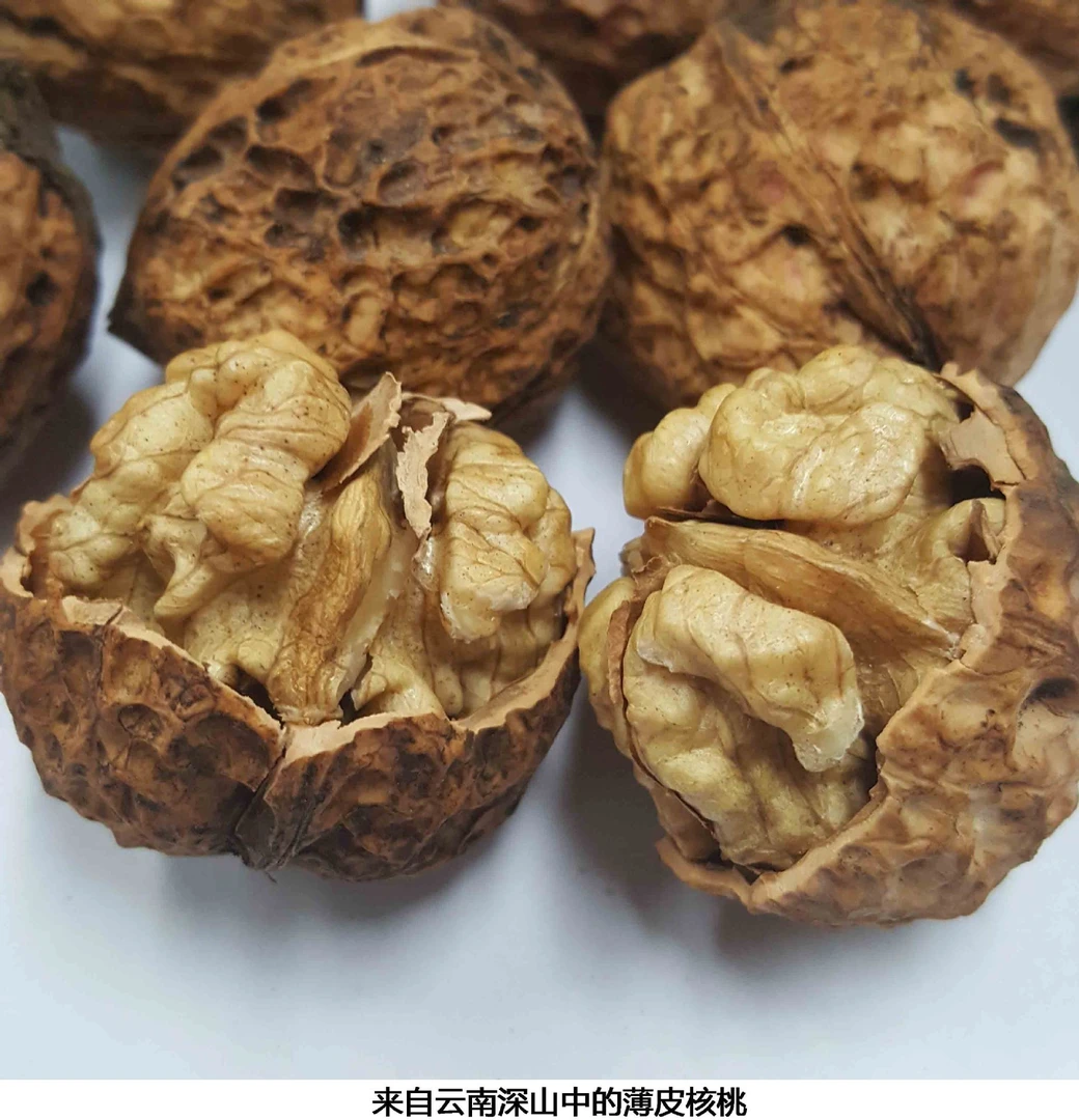 云南高原老品种古树《核桃》
