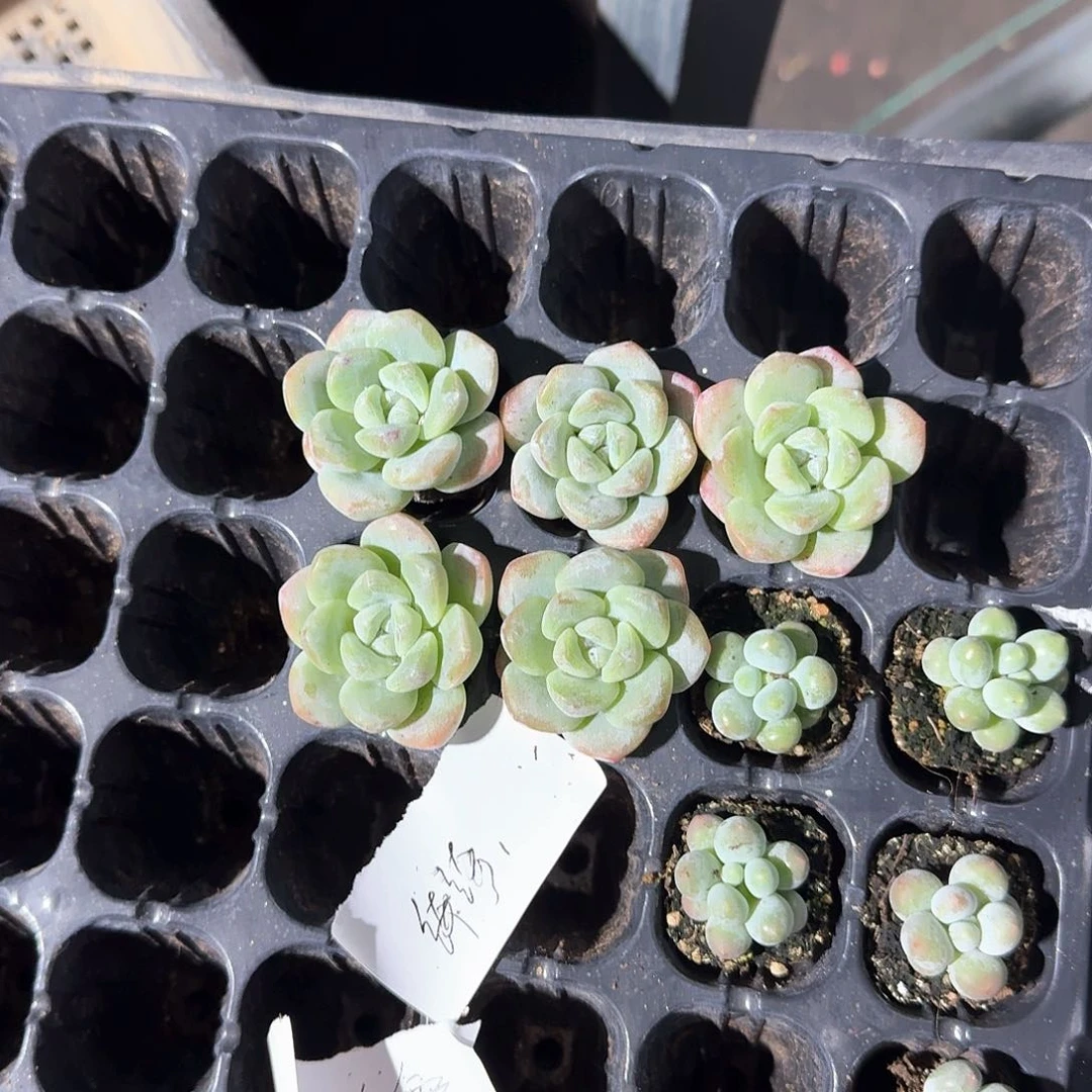 琦琦一物一拍专拍