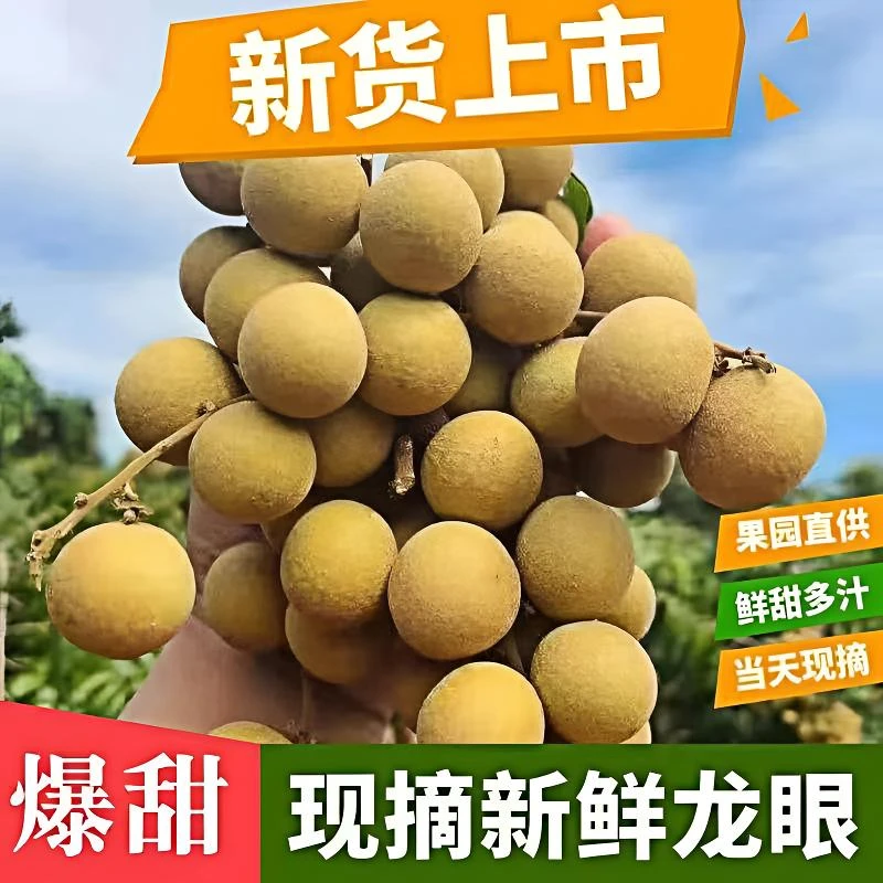【新鲜现摘】高州龙眼新鲜5斤石硖储良精选现摘现发当季桂圆水果