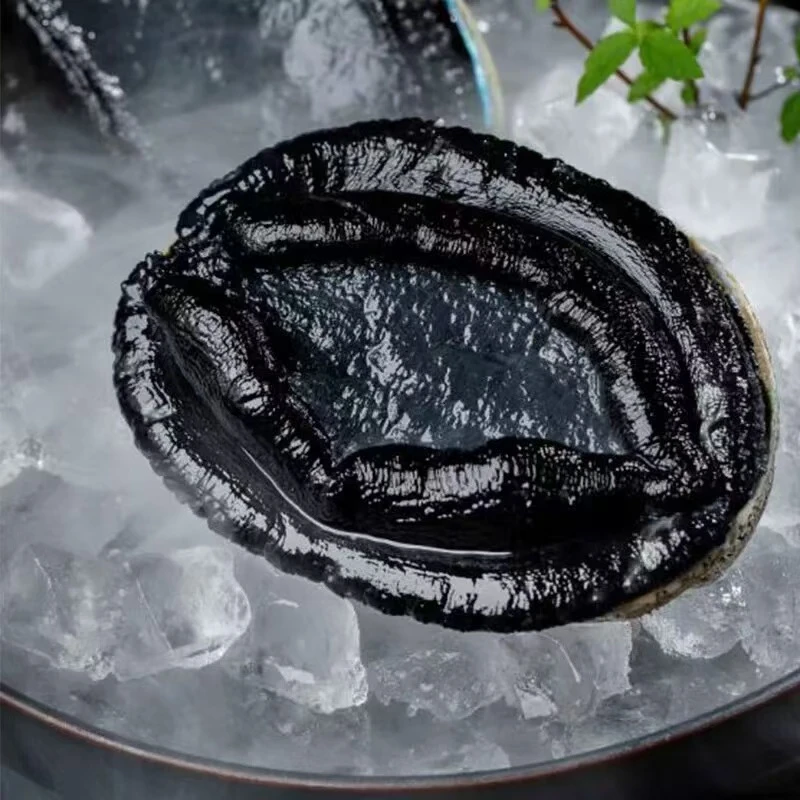 黑金鲍冻鲍鱼新鲜速冻海鲜400-700g/只