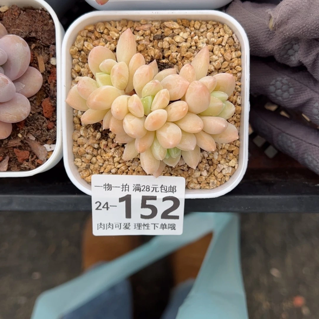 阮玲玉多肉多肉多肉多肉