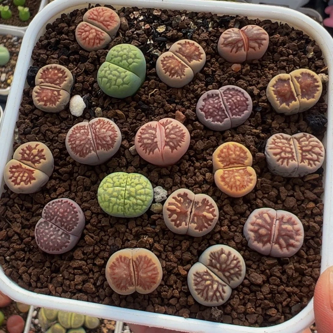 一组彩虹菊寿丽多肉植物