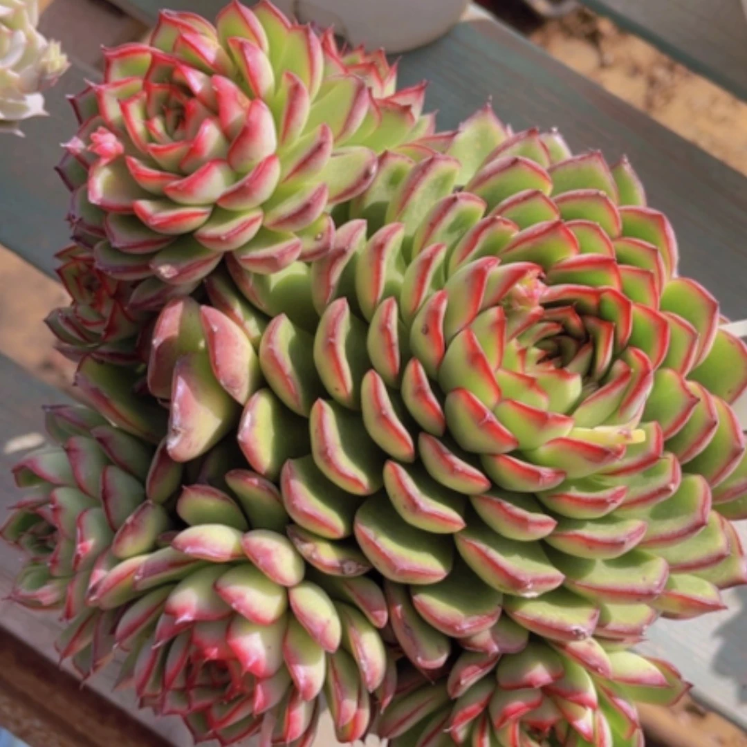 【闪购商品】萤火虫05246