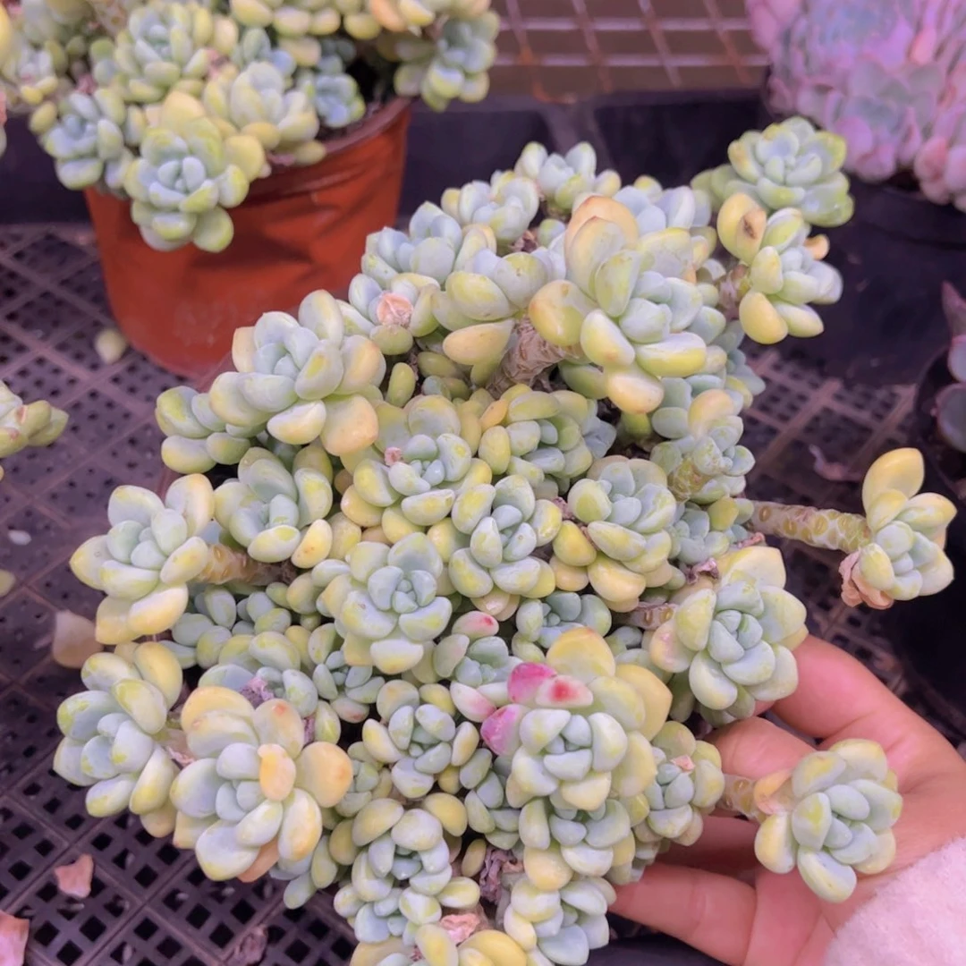 劳尔整装整群大盆