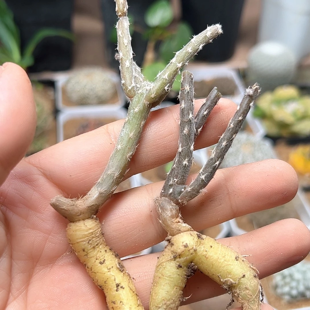 无花朵黑龙块根一组，18包邮
