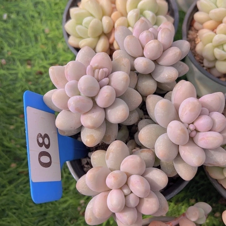 健健康康平平安安