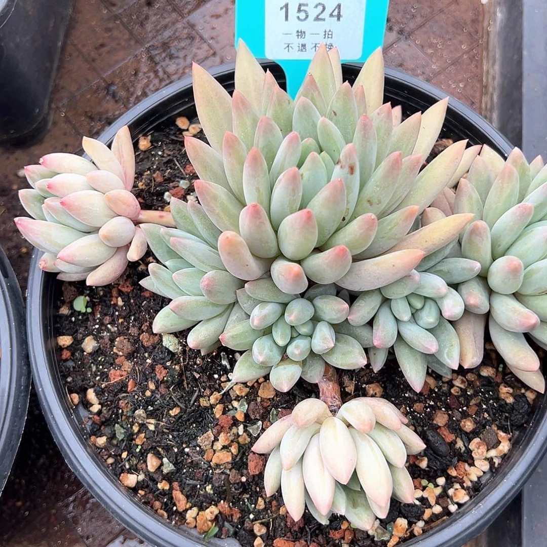 老*红蜻蜓群生1524号