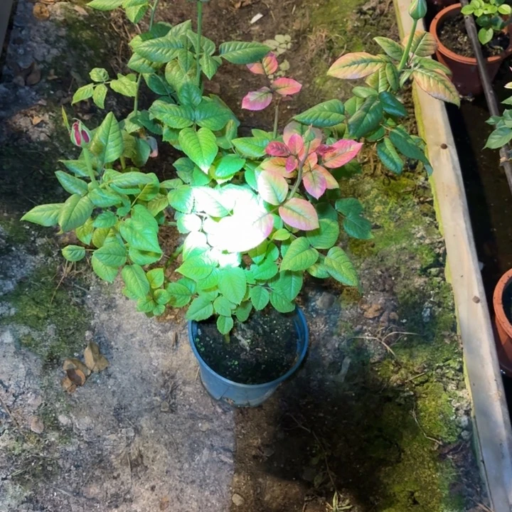 无花朵红色测试品