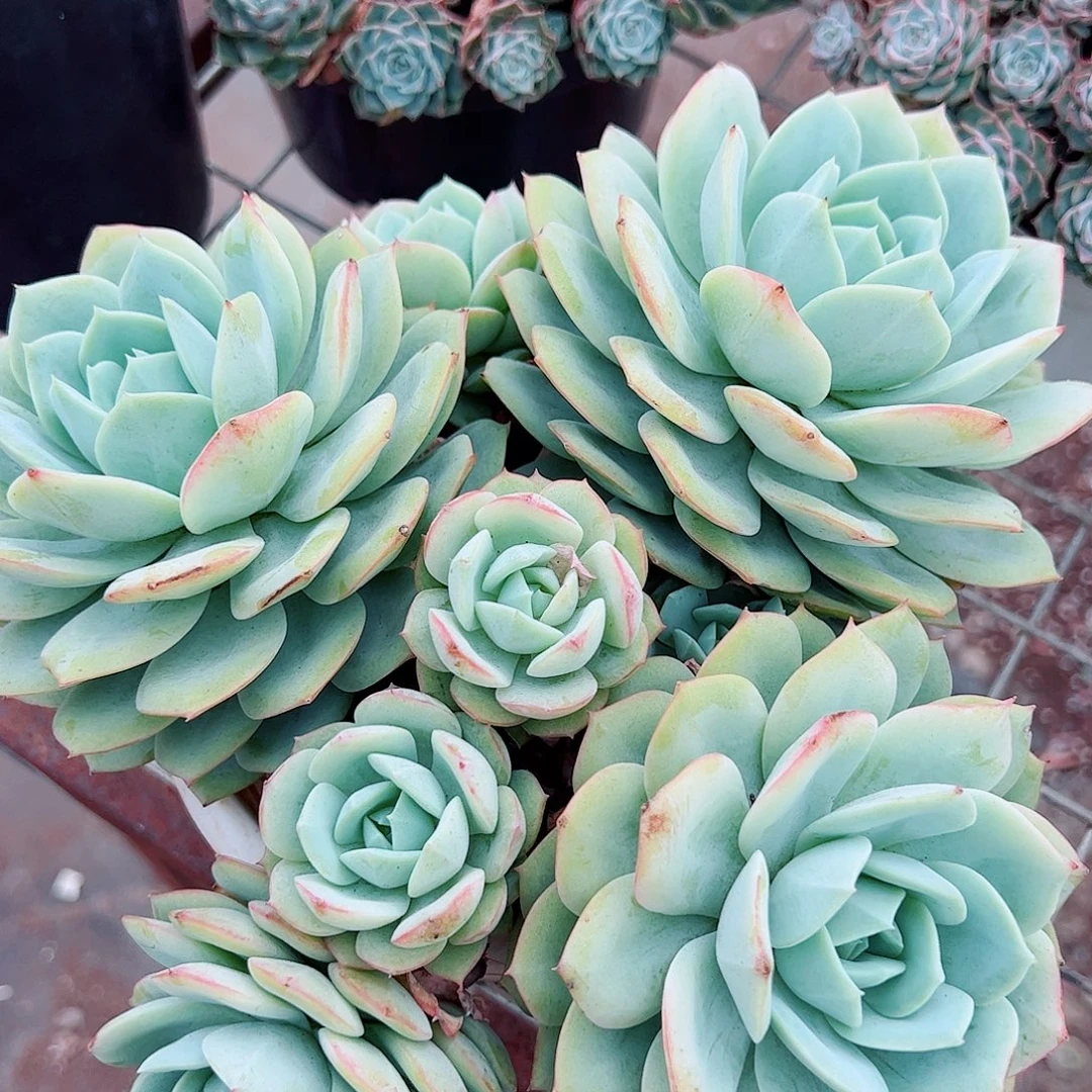 果冻恋曲多头群生老桩特价