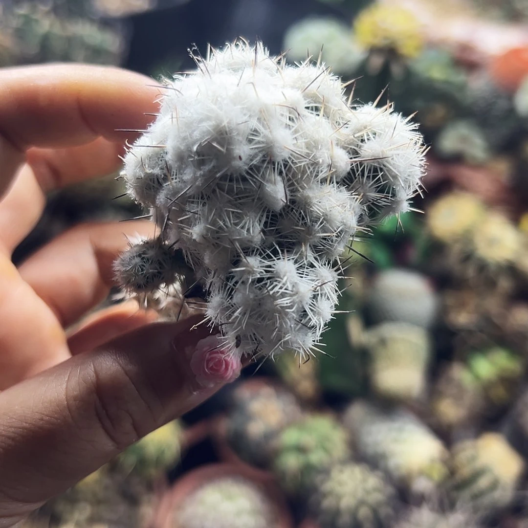 都锦仙人球1111111