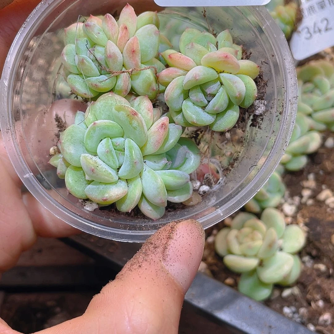 南***叶343定向一盒