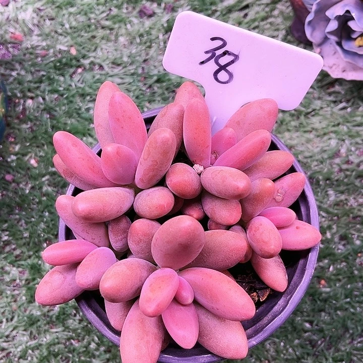 我是第一百个为妖姬应援哒