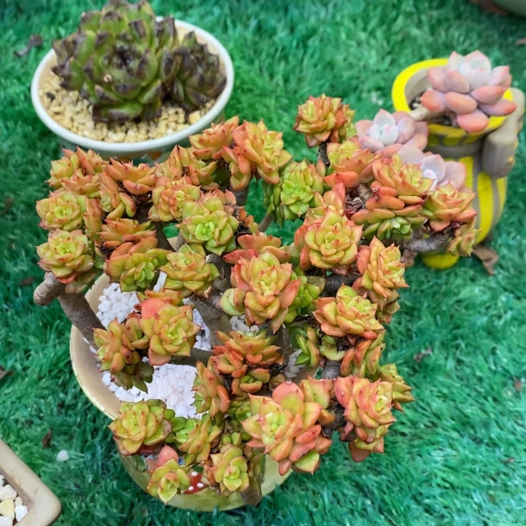 蜡牡丹多肉植物盆栽