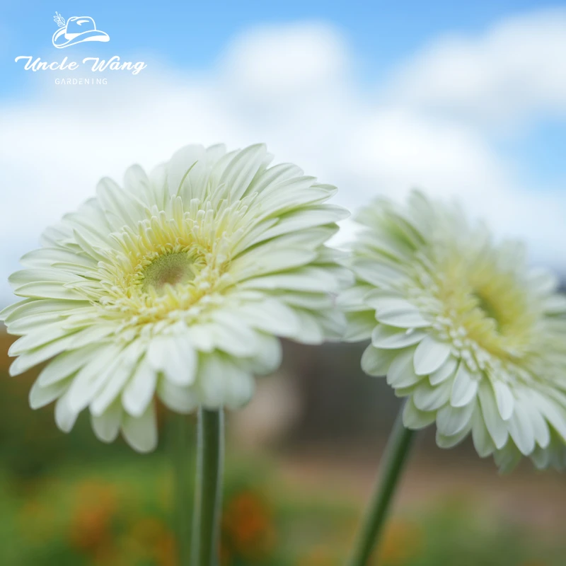 种花王大爷 非洲菊花卉盆栽阳台庭院装饰花型美观夏季植物