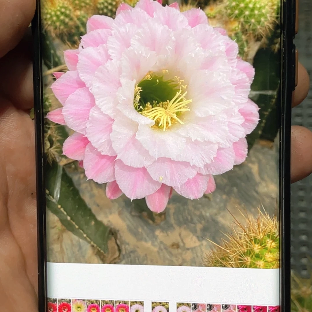毛 害羞侧芽 歪 满20包邮5公分