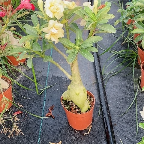 【闪购商品】无花朵蔬*