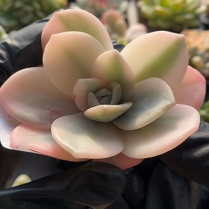 奶茶锦无根多肉植物