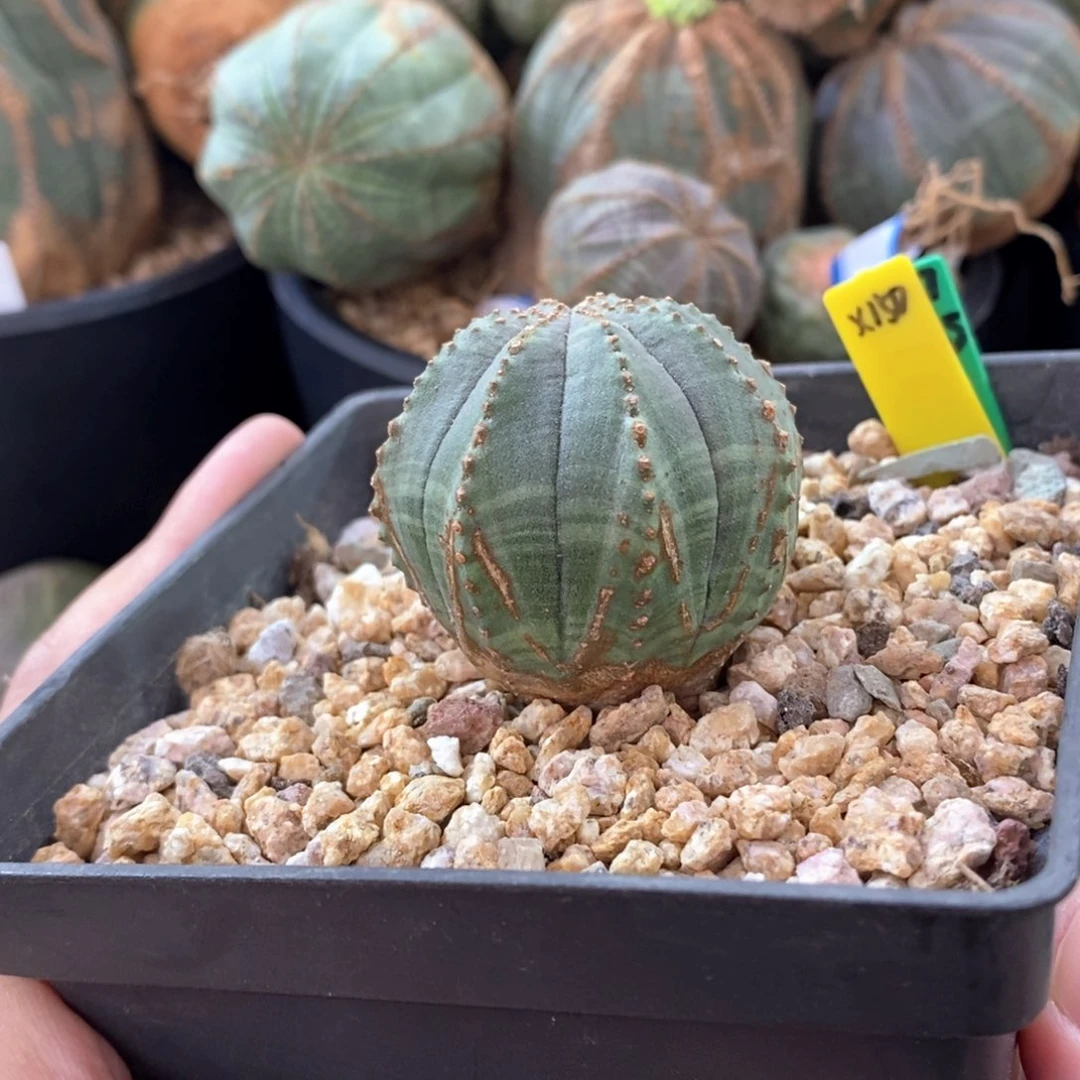 24 欧系实生布纹球多肉植物