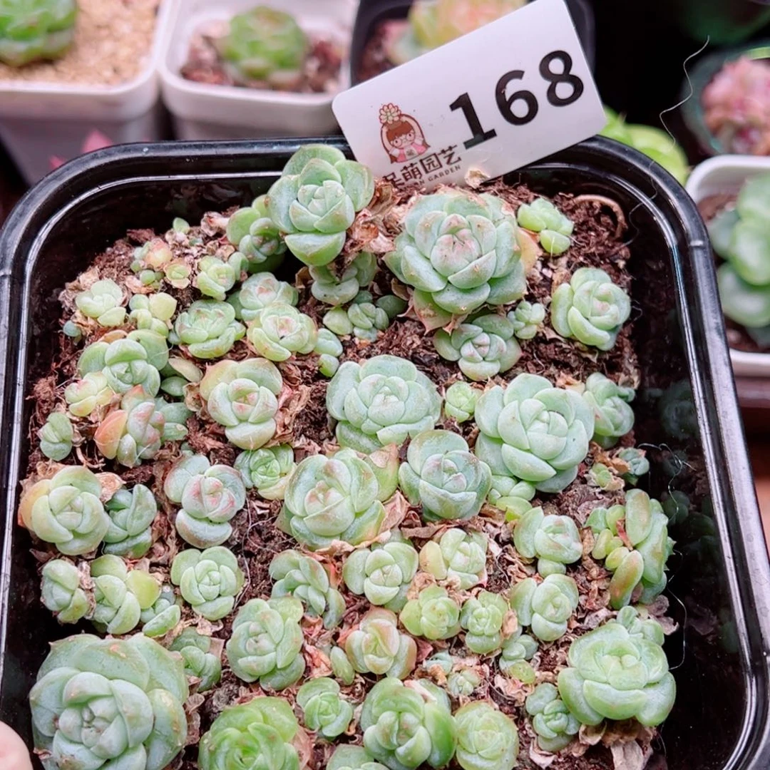 多肉植物多肉植物