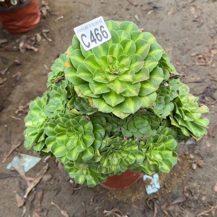 翡翠琉璃……多肉植物……
