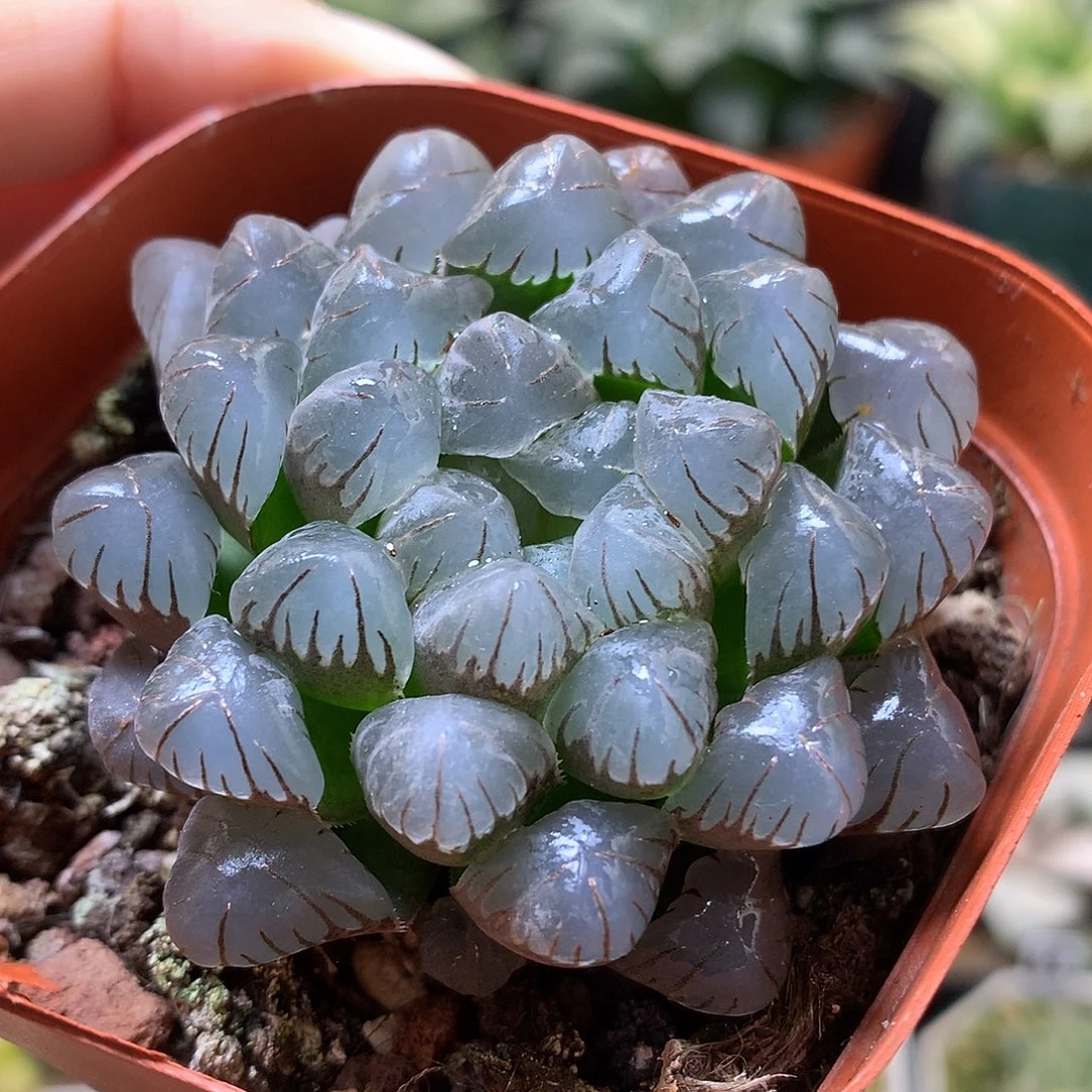 冰灯玉露带盆土发货lloo