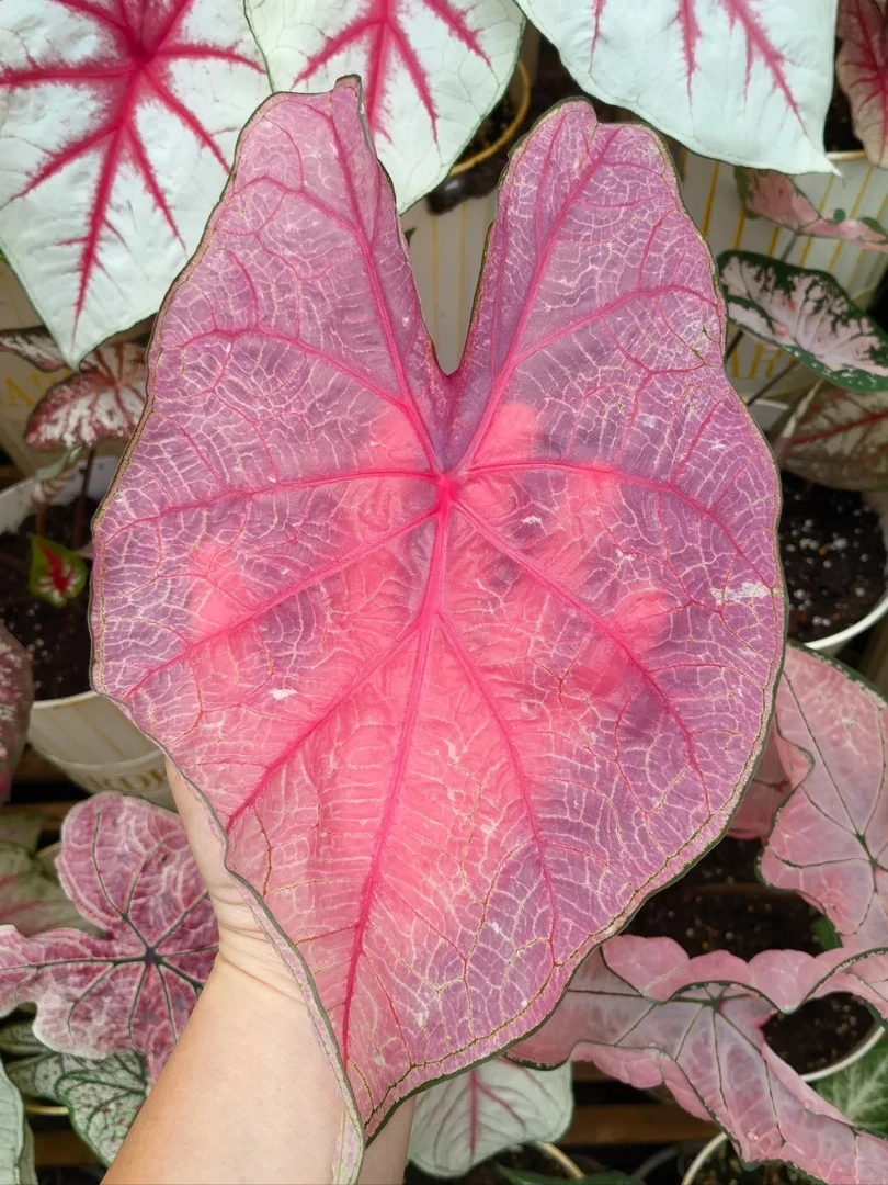 （209-999）彩叶芋热植耐热种球多年生适合懒人养殖的室内绿植