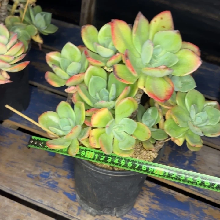 白凤杂362 多肉植物一物一拍