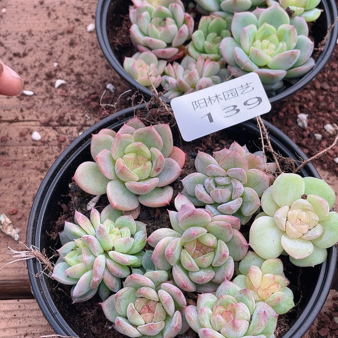 温***C多肉植物多肉植物139