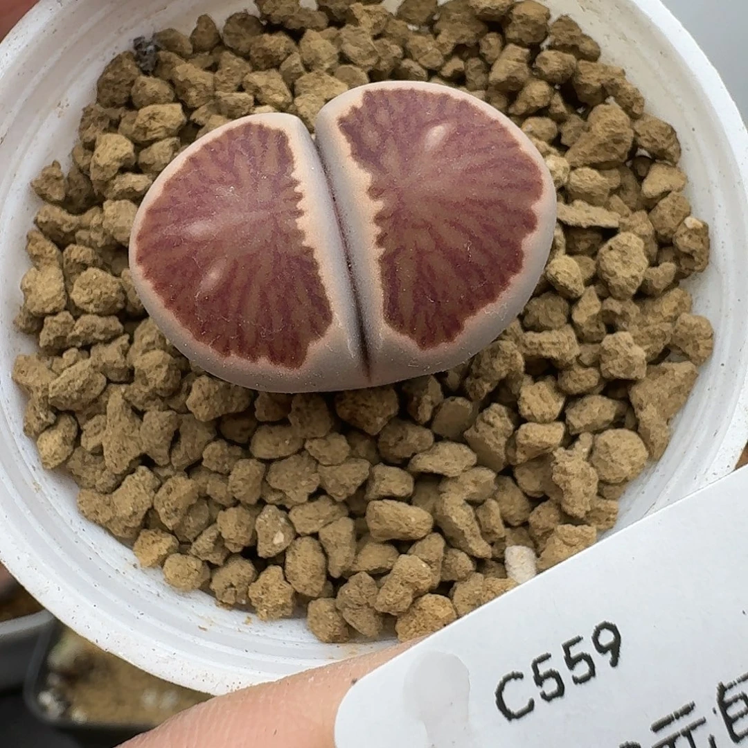 559多肉呼呼呼呼呼