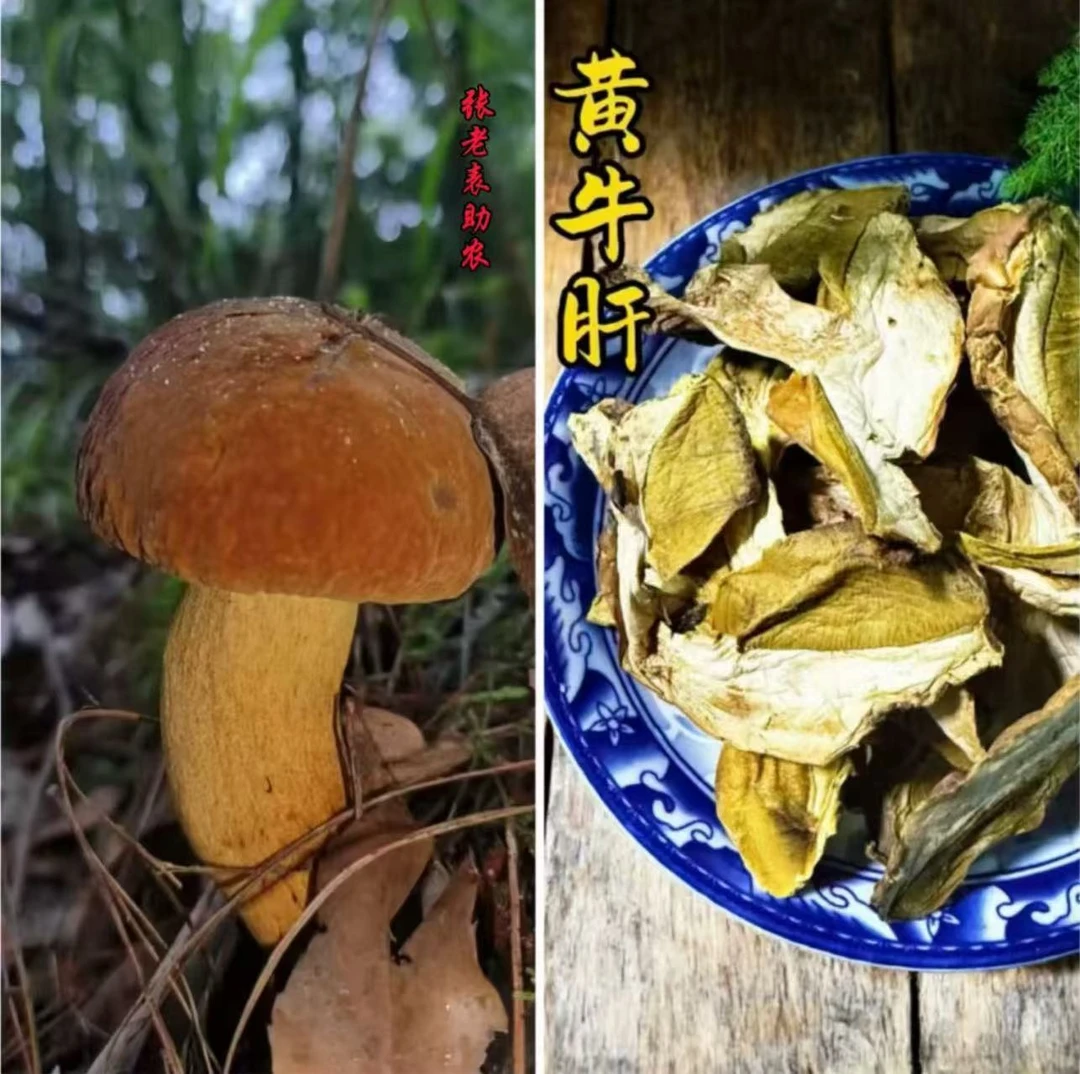 云南深山黄赖头干片黄牛肝菌干片，黄香菌干片