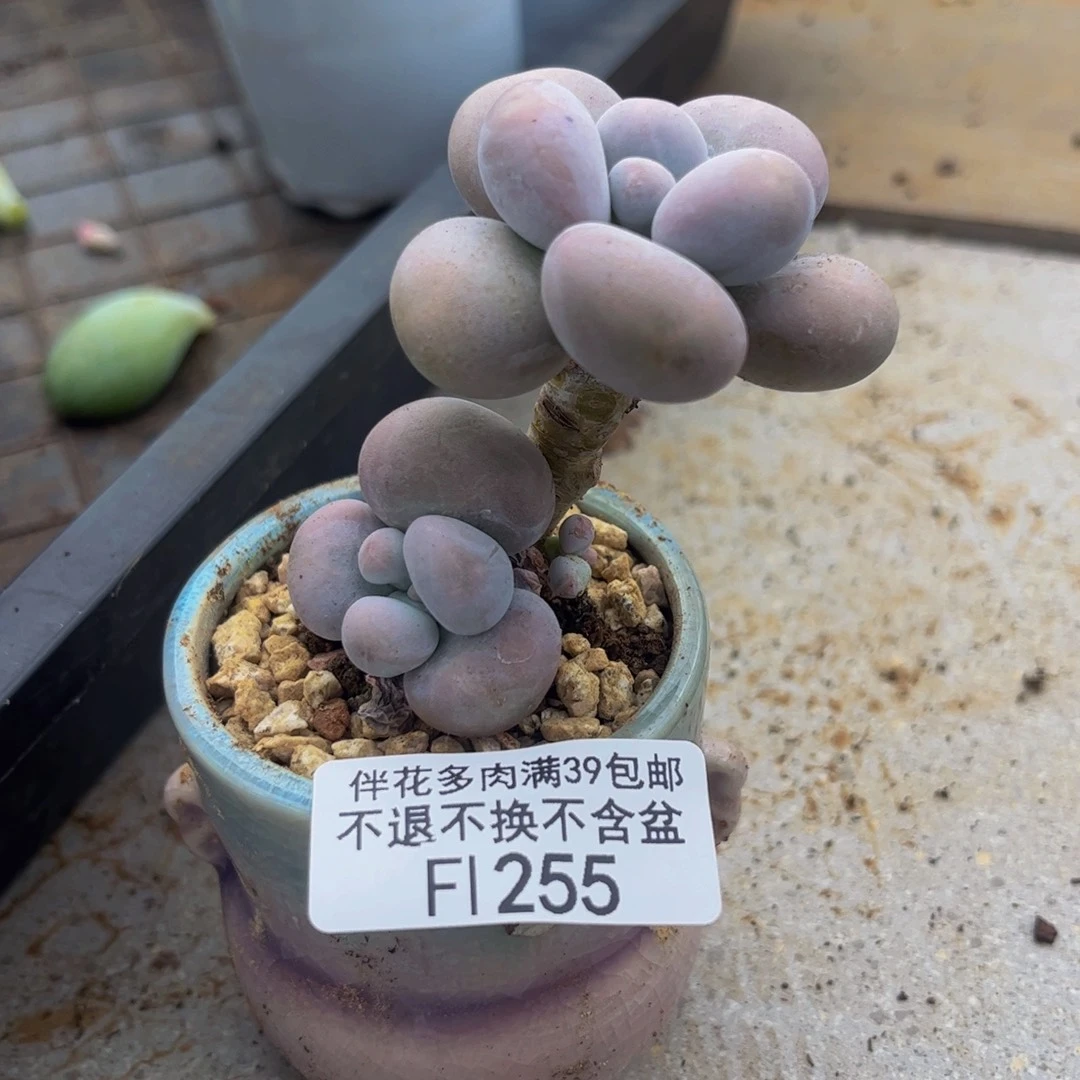 255-芭比奶多肉5cm