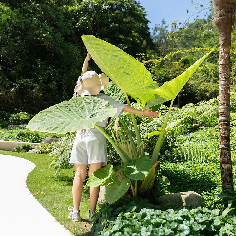 大型象耳芋龙猫同款客厅绿植可净化空气适合室内盆栽造景