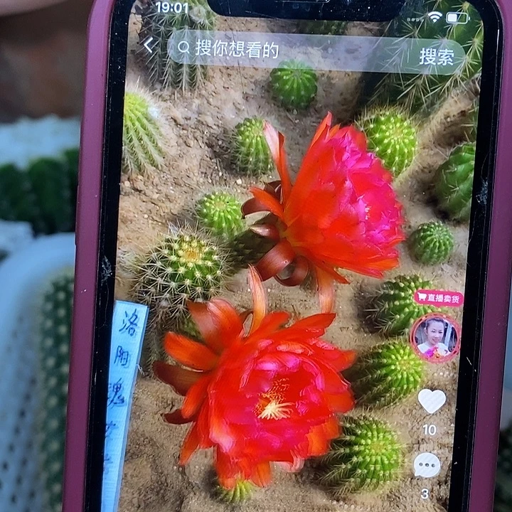 洛阳魂毛花柱侧芽五公分