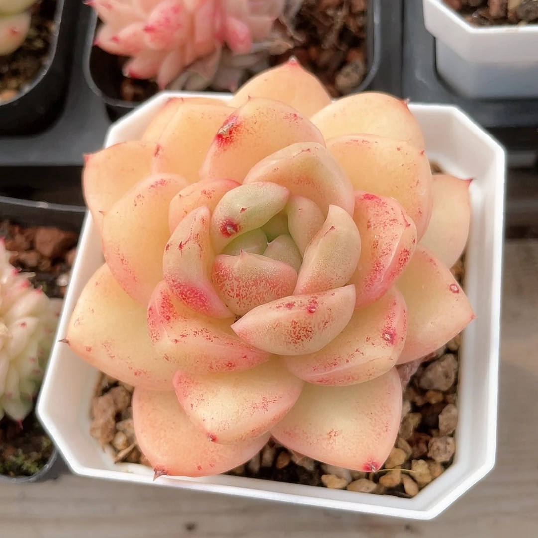 优选麦秆福利9036