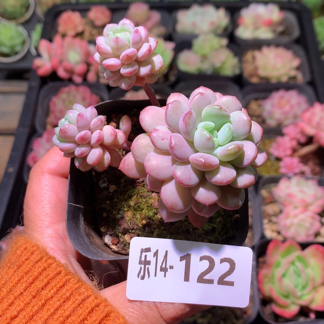 乐然14-122 珍珠豆