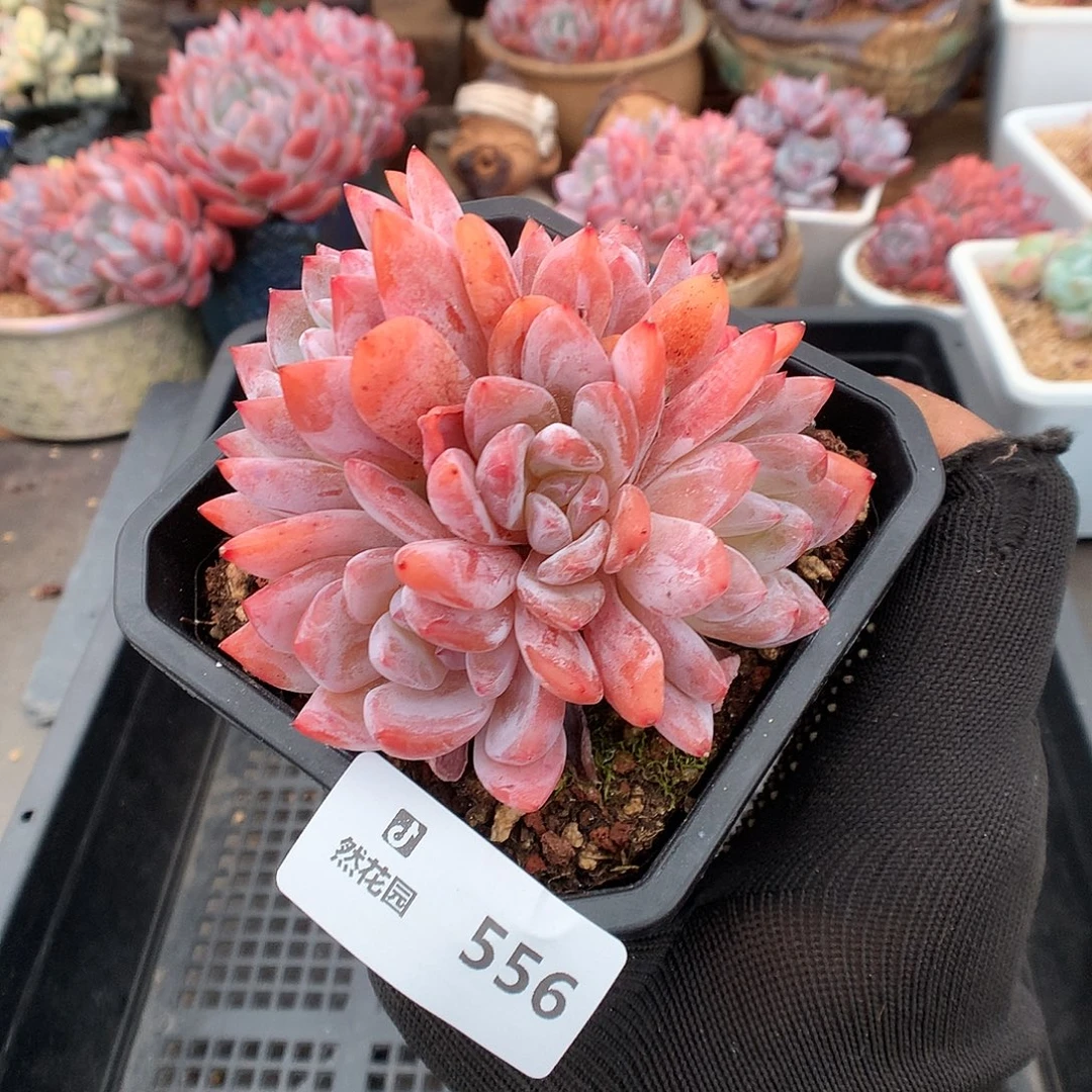 556雪天使多肉植物6666