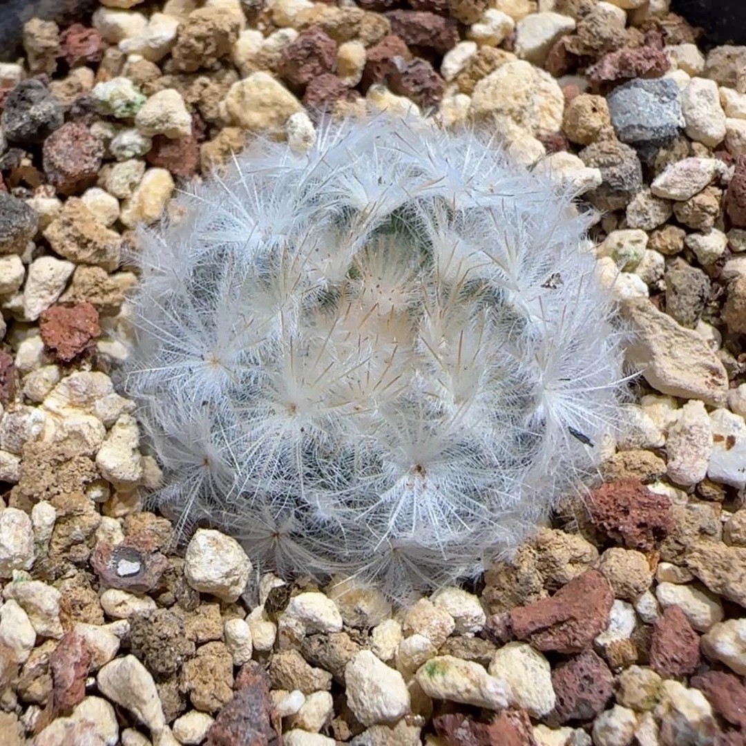 026实生鹤立羽白星多肉2.6