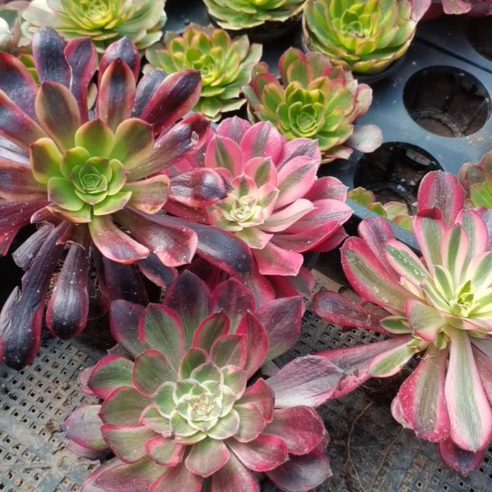 六***?粉3颗+欧3+美2+海1多肉法师