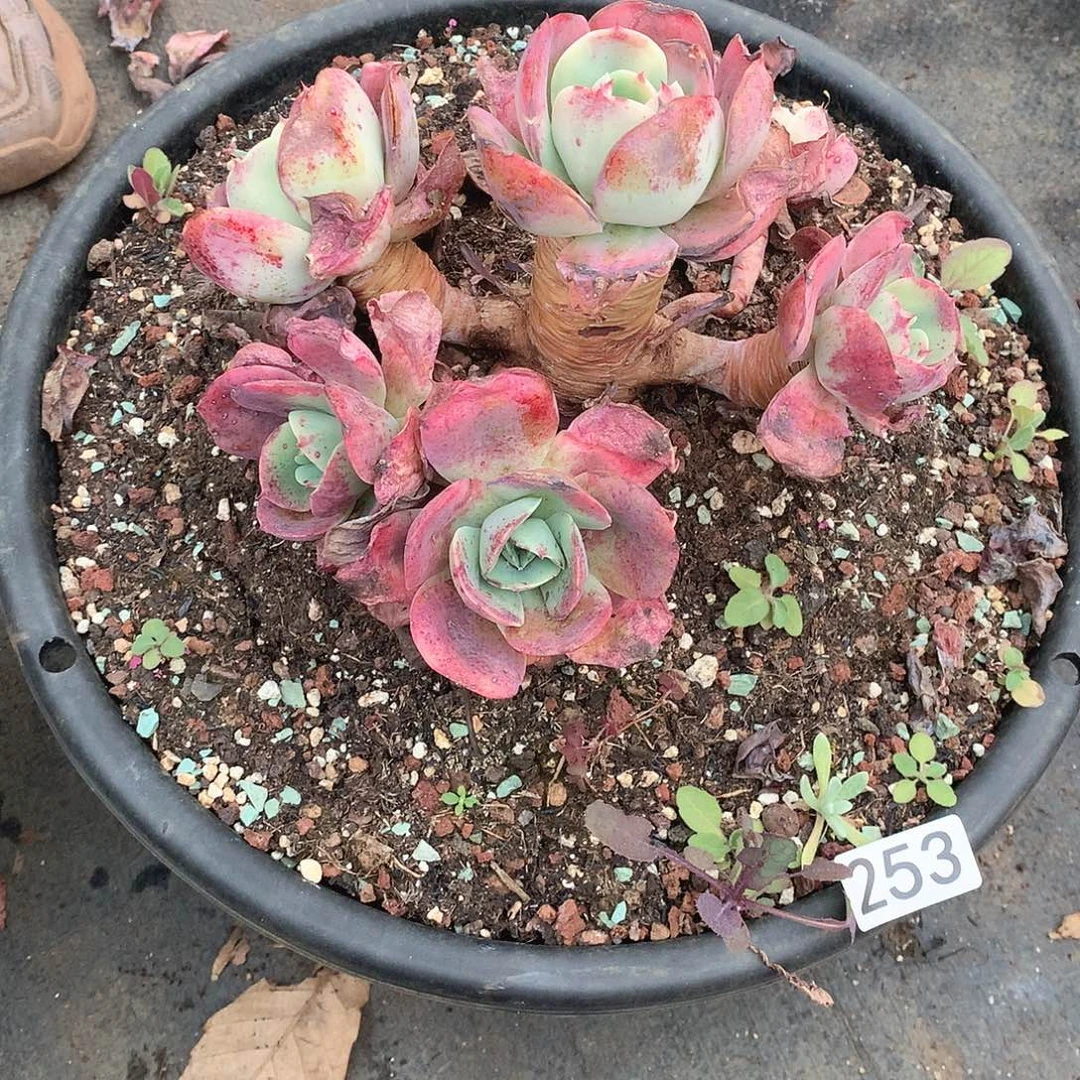 253 一物一拍多肉